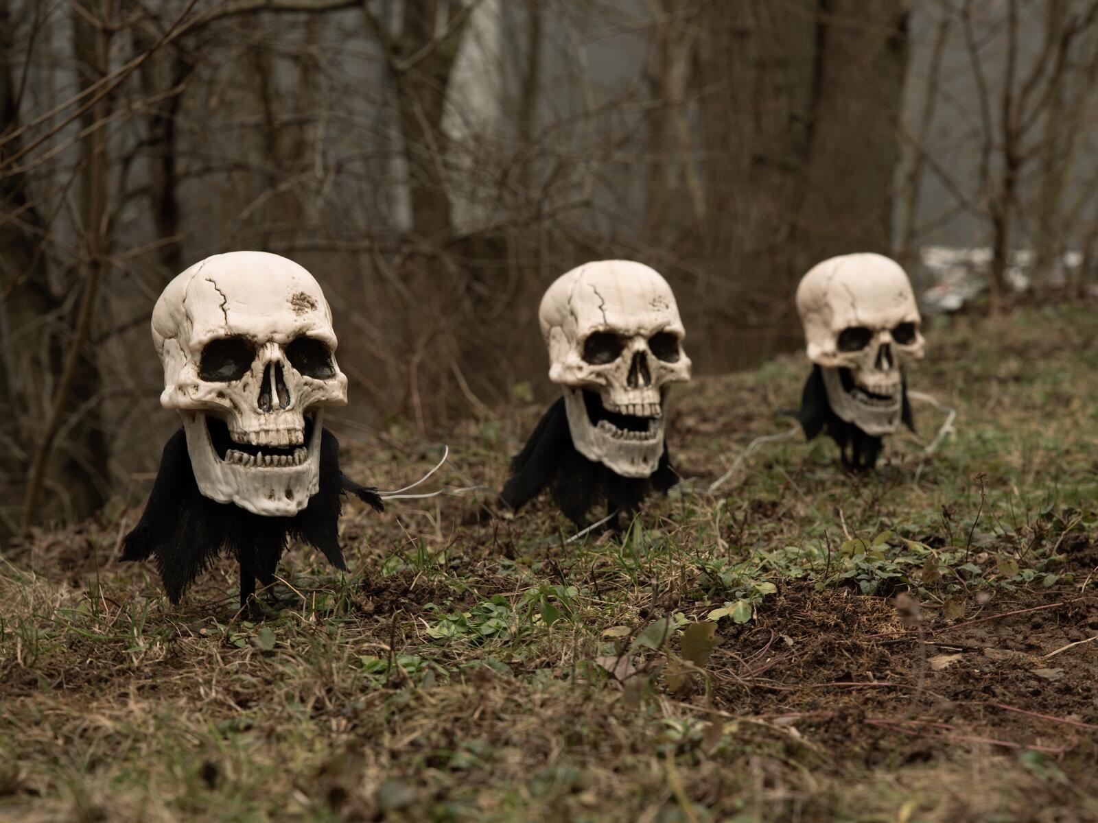 Kolme valaistua Halloween-pääkalloa maapiikeillä