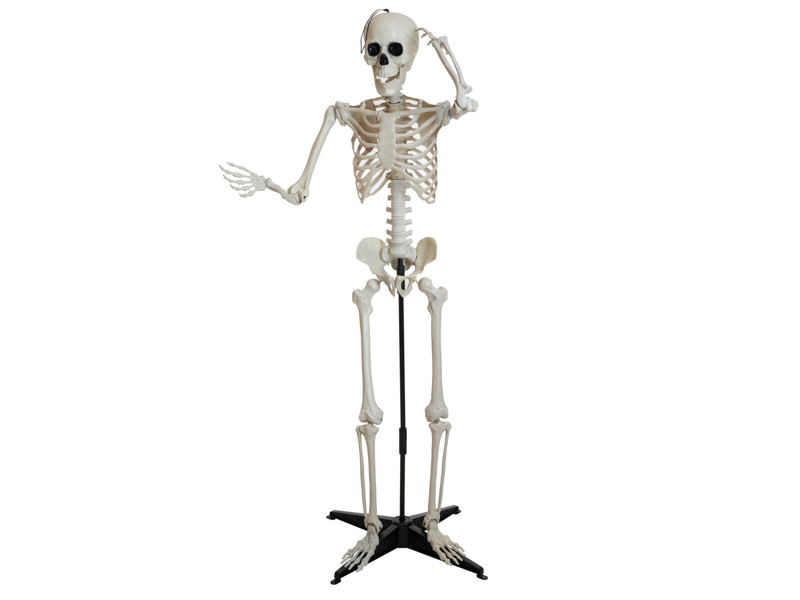 Luonnonvalkoinen seisova Halloween-luuranko mustalla jalustalla