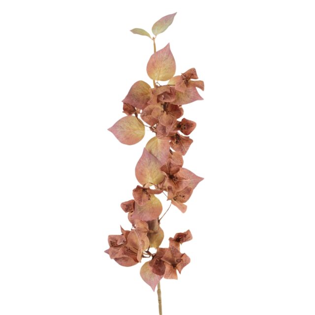 Ruskea bougainvillea-tekokukkaoksa