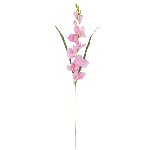 Vaaleanvioletti tekokukkagladiolus varrella