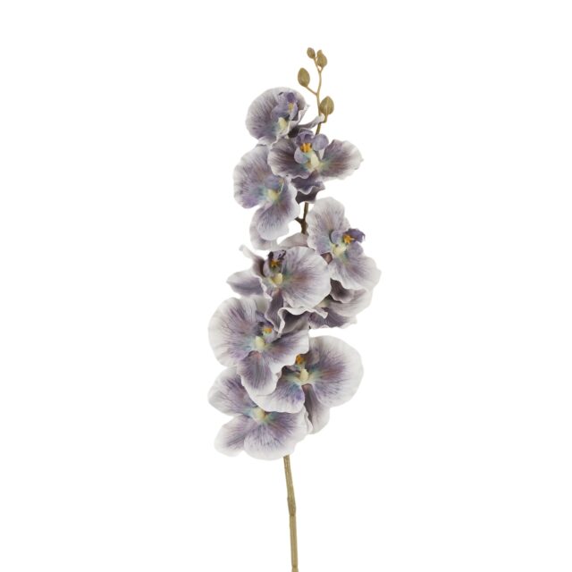 Violetti tekokukkaorkidean oksa orkideankukilla ja nupuilla